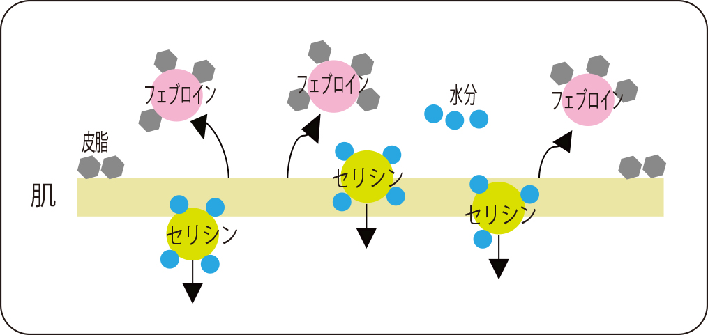 フェブロインとセリシン