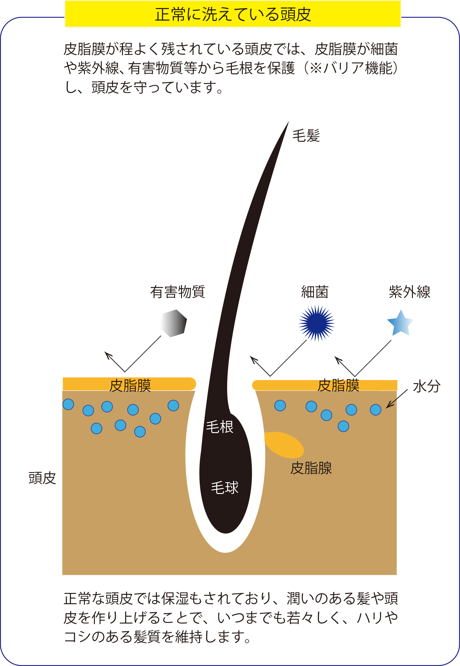 正常な頭皮