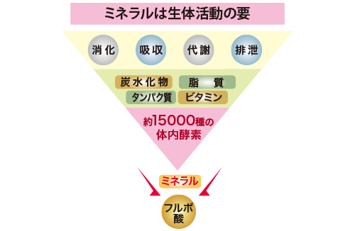 ミネラルは生体活動の要