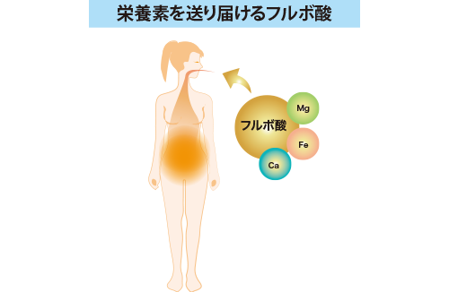 栄養素を送り届けるフルボ酸