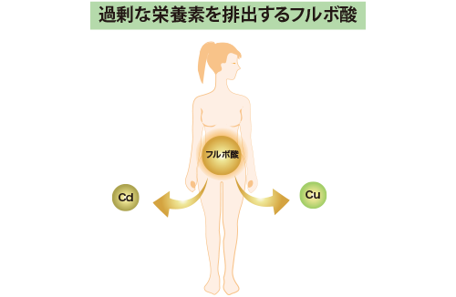 過剰な栄養素を排出するフルボ酸